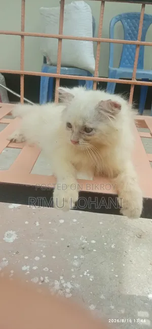 ১-৩ মাসের মেল পিউরব্রীড পার্সিয়ান