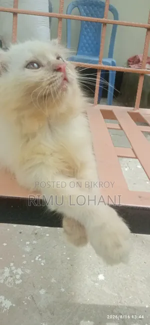 ১-৩ মাসের মেল পিউরব্রীড পার্সিয়ান