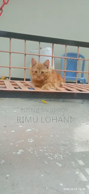 ১-৩ মাসের মেল পিউরব্রীড পার্সিয়ান