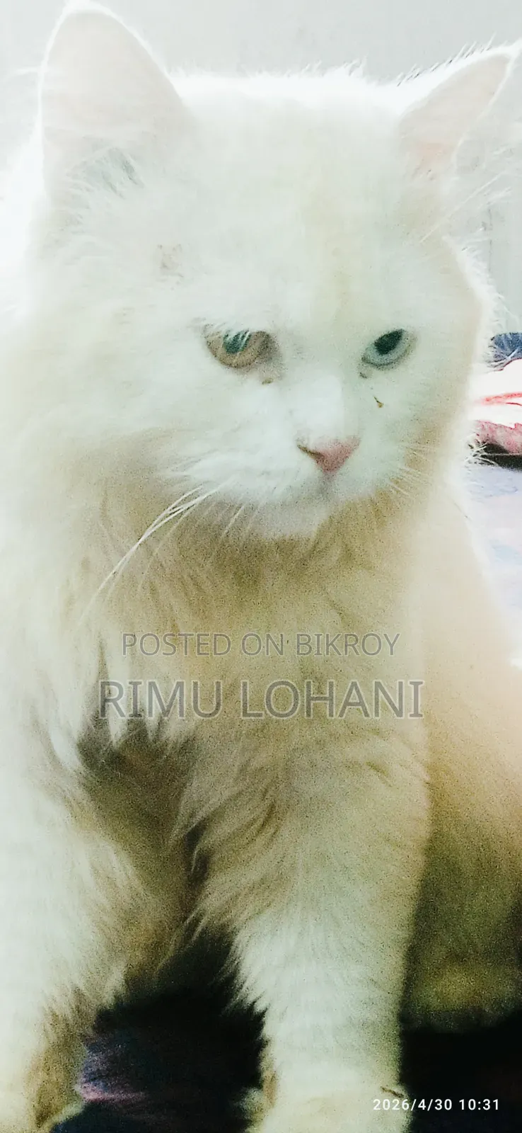 1+ Year Male Purebred Persian