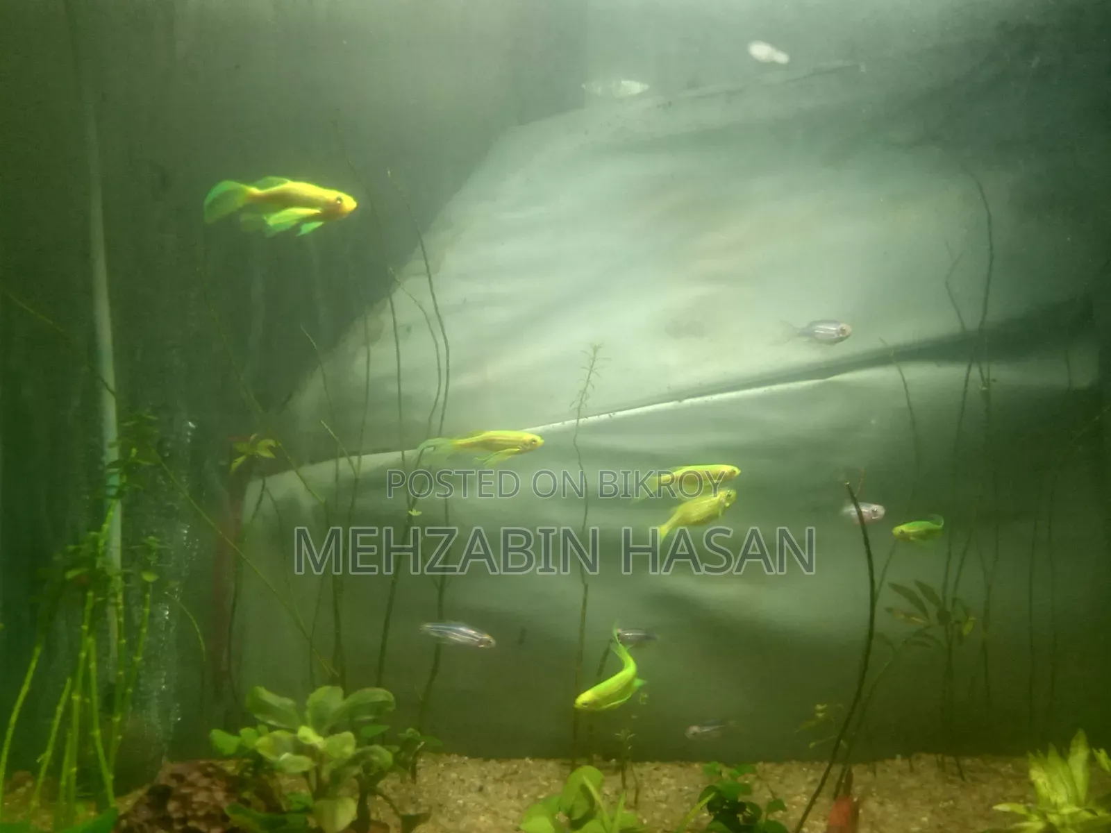 লং ফিন জেব্রা বিক্রি করা হবে