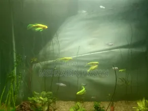 লং ফিন জেব্রা বিক্রি করা হবে