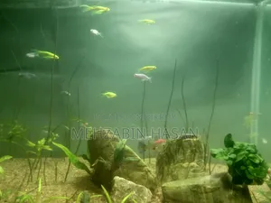 লং ফিন জেব্রা বিক্রি করা হবে