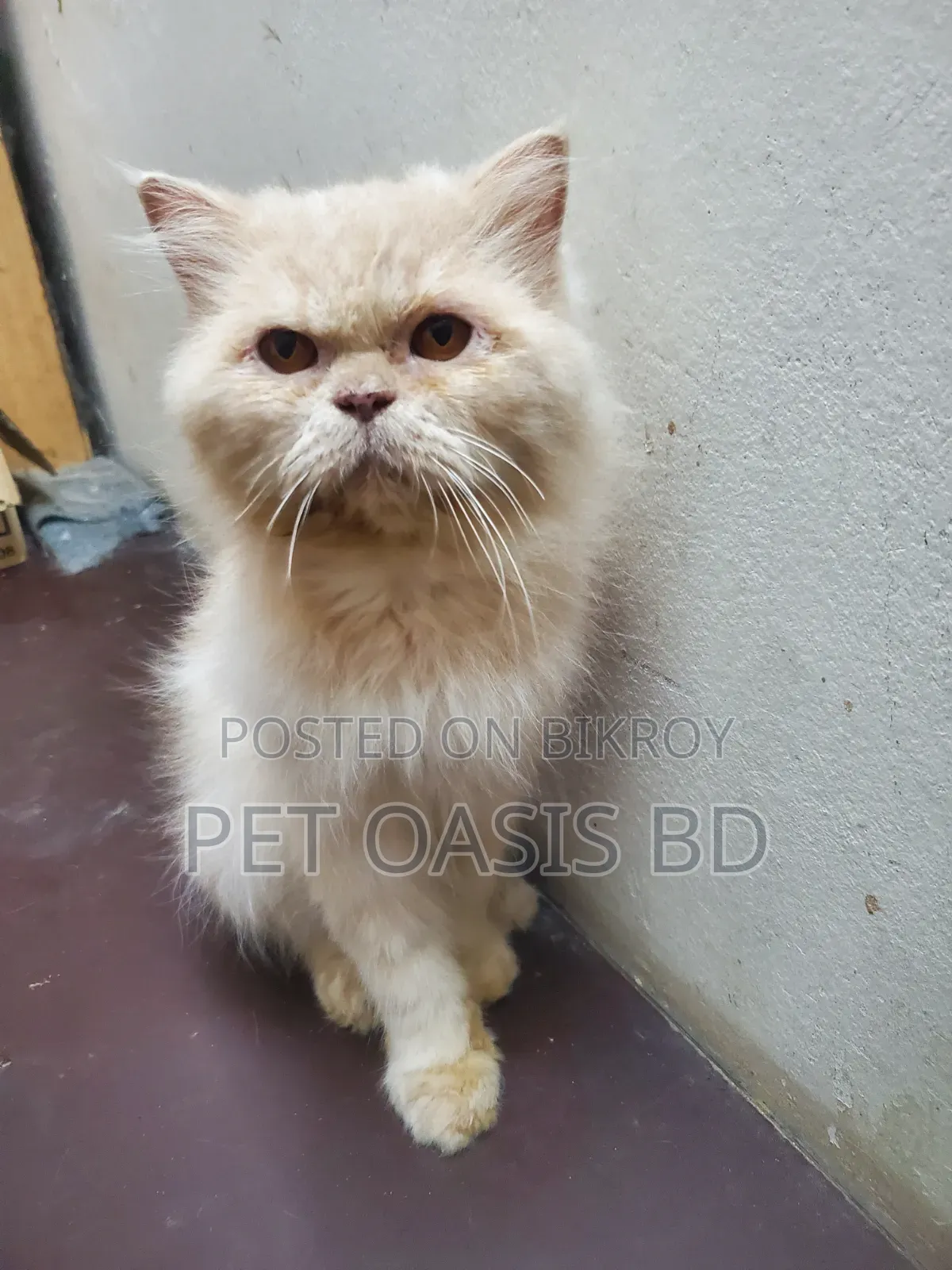 1+ year Male Purebred Persian