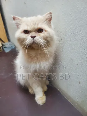 1+ year Male Purebred Persian