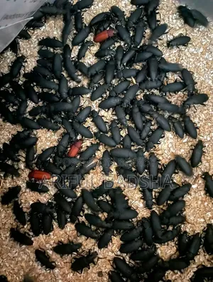Beetle Larva and Mother (Super Worm and Mealworm)