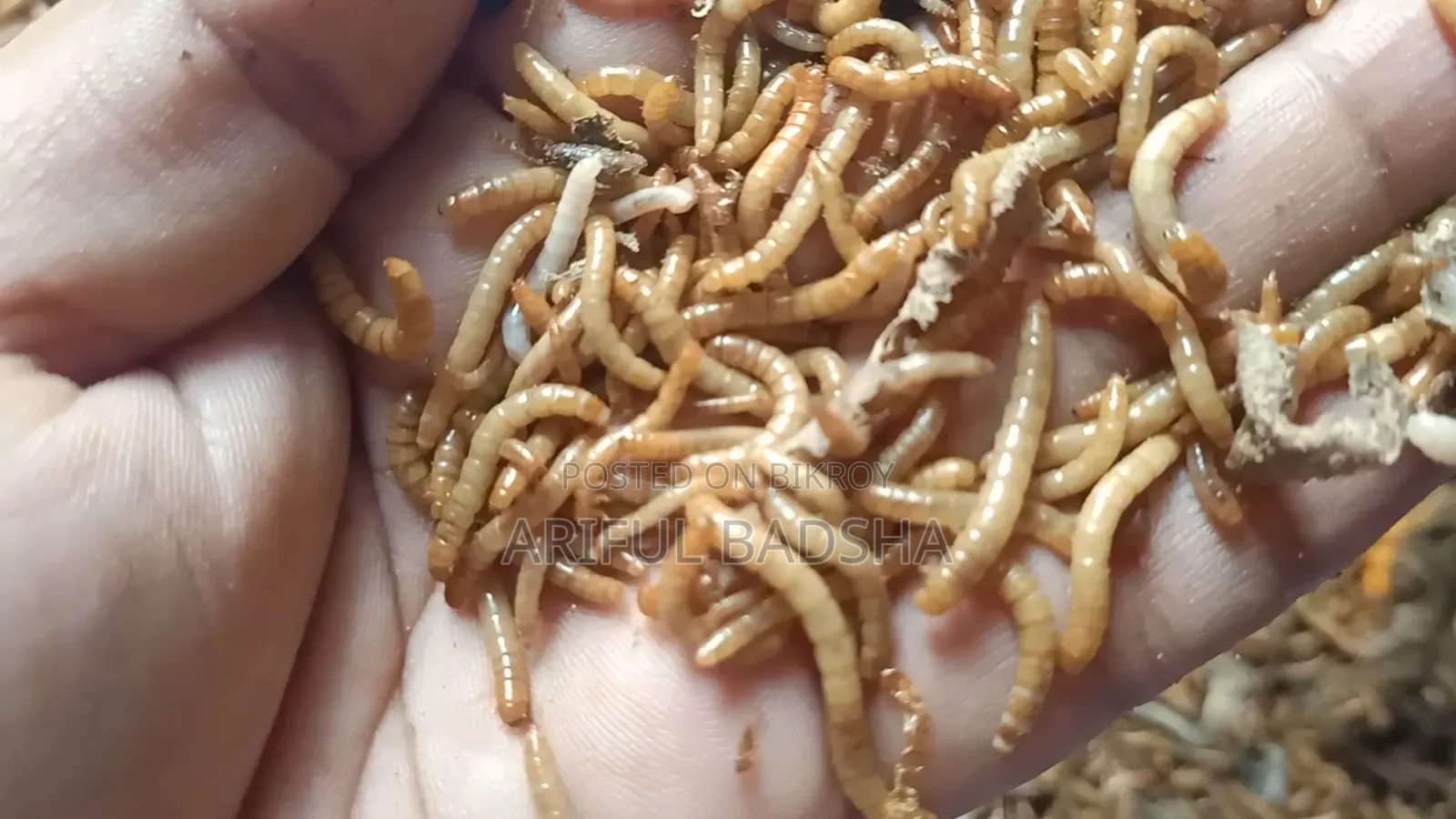 Beetle Larva and Mother (Super Worm and Mealworm)