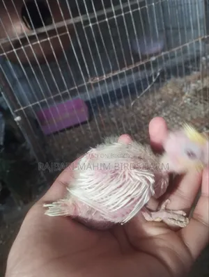 ককাটেল পাখি
