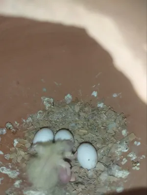 ককাটেল পাখি