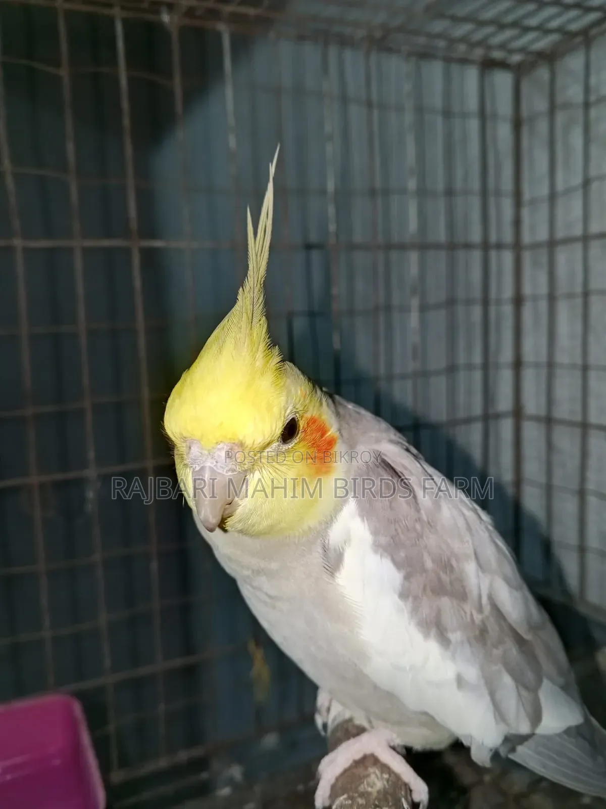 ককাটেল পাখি