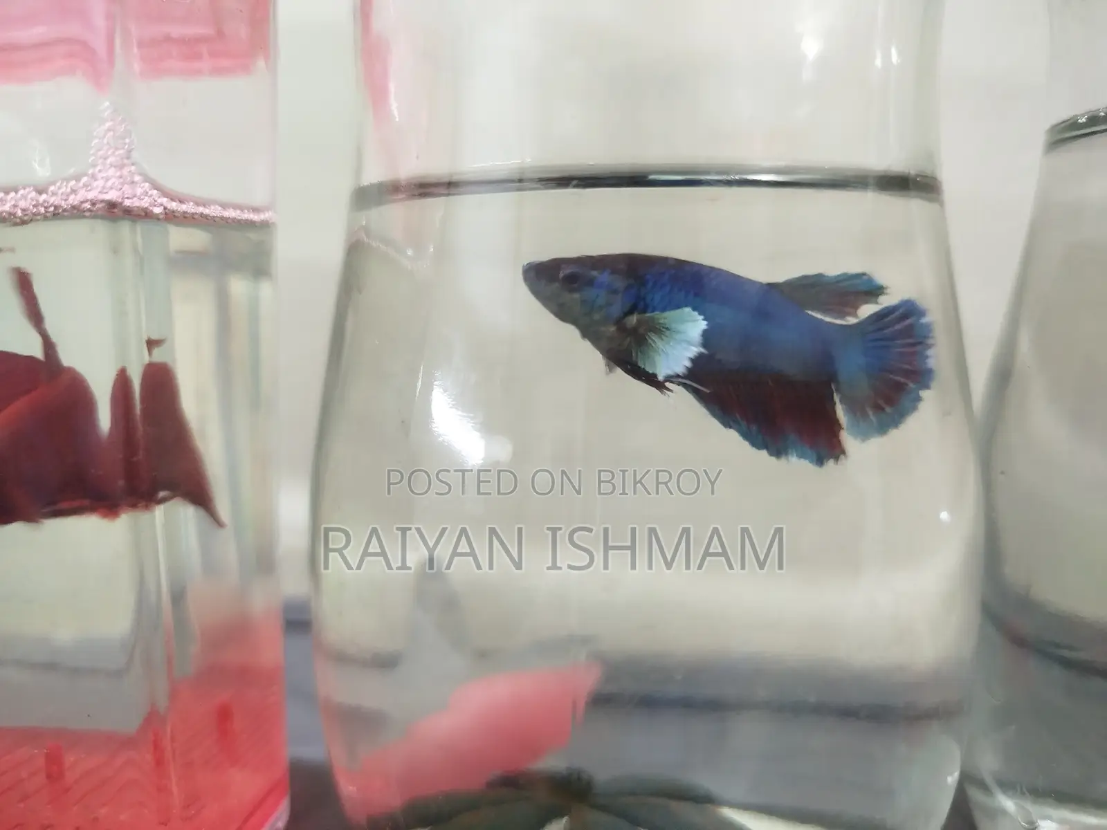 ফিমেল বেট্টা/ফাইটার