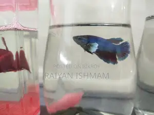 Female Betta/Fighter