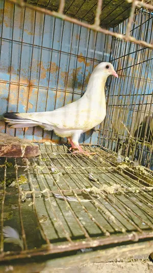 Kaldam Gribaz Cross Pigeon