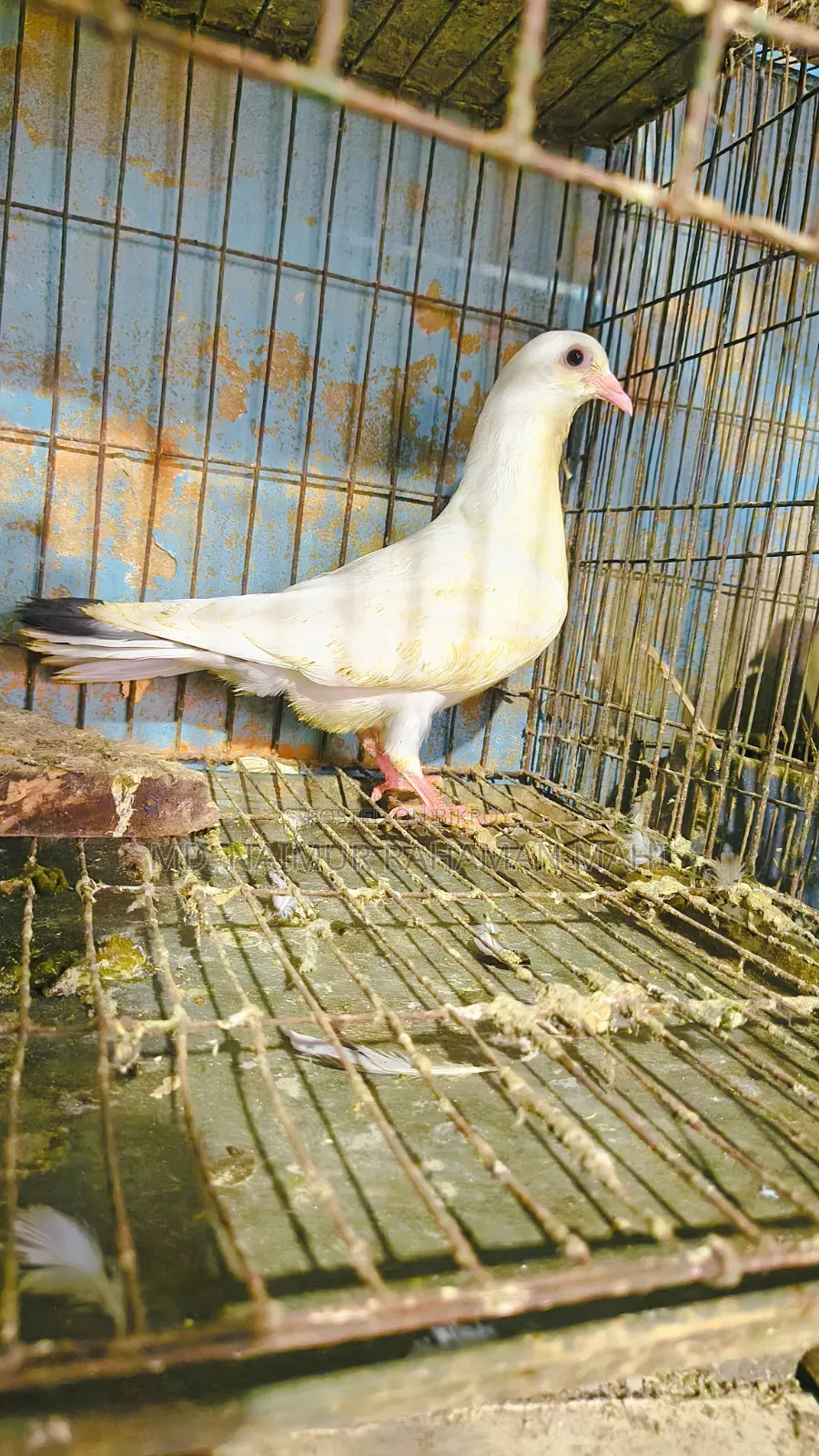 Kaldam Gribaz Cross Pigeon