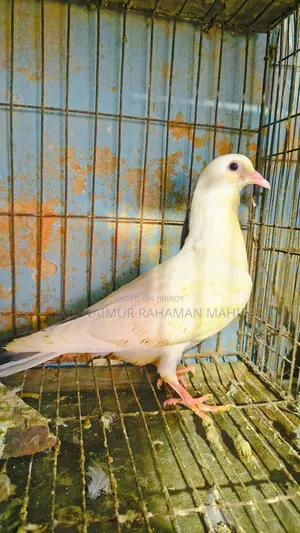 Kaldam Gribaz Cross Pigeon