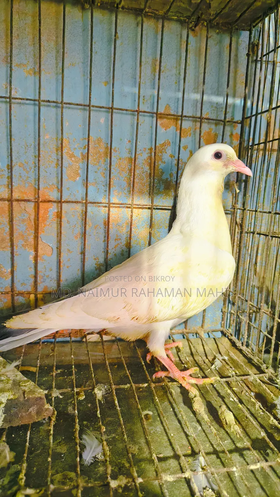 Kaldam Gribaz Cross Pigeon