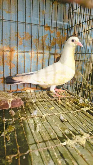 Kaldam Gribaz Cross Pigeon