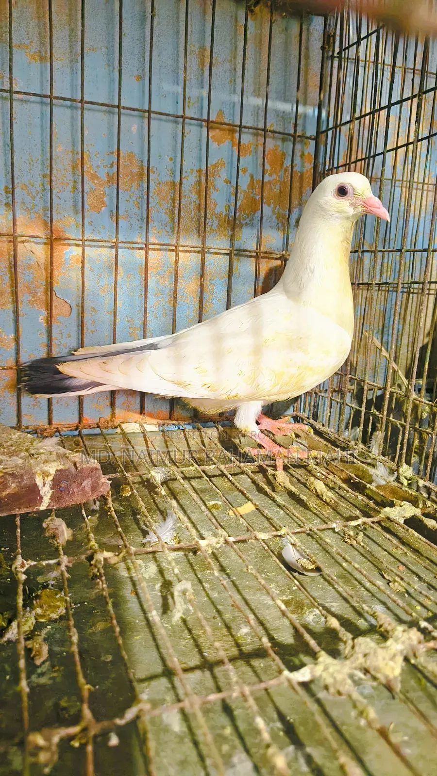 Kaldam Gribaz Cross Pigeon