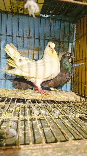 Gribaz Pigeon