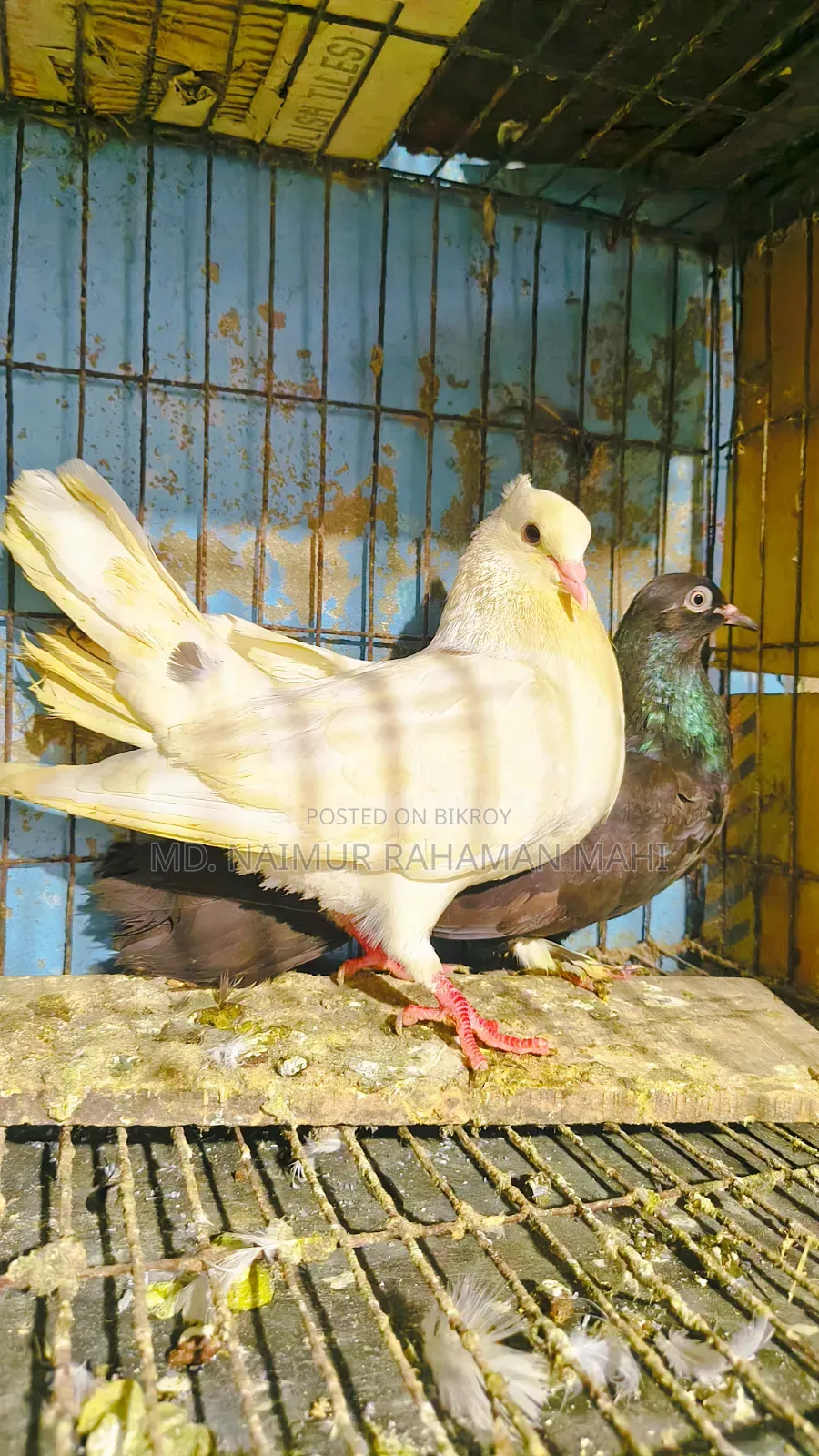 গিরিবাজ কবুতর