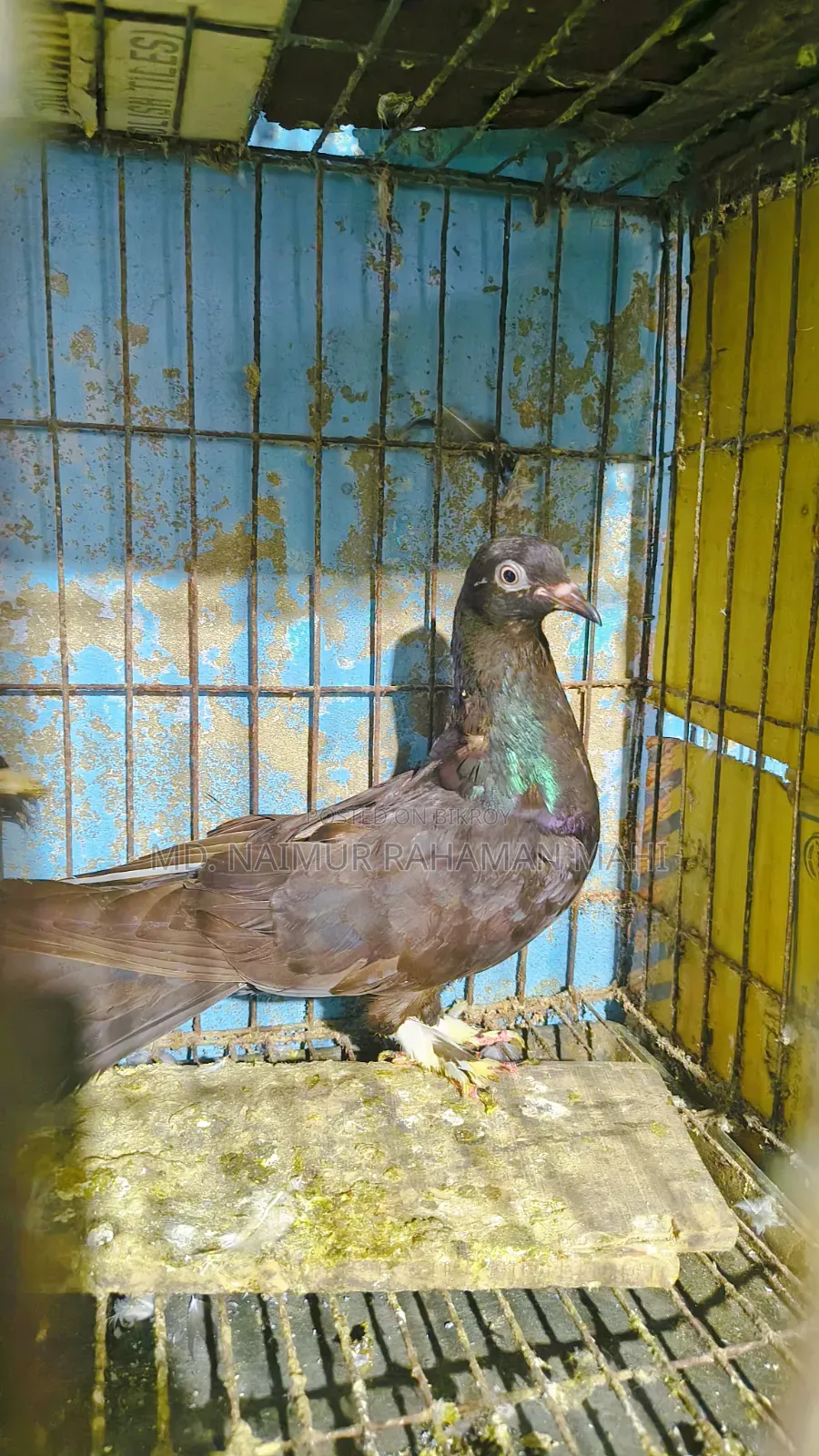 গিরিবাজ কবুতর