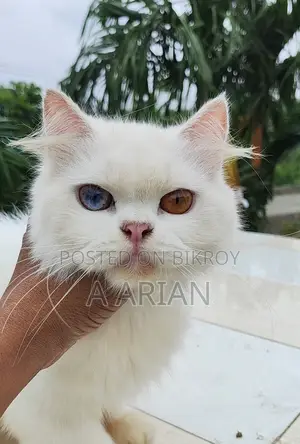 1+ Year Female Purebred Persian