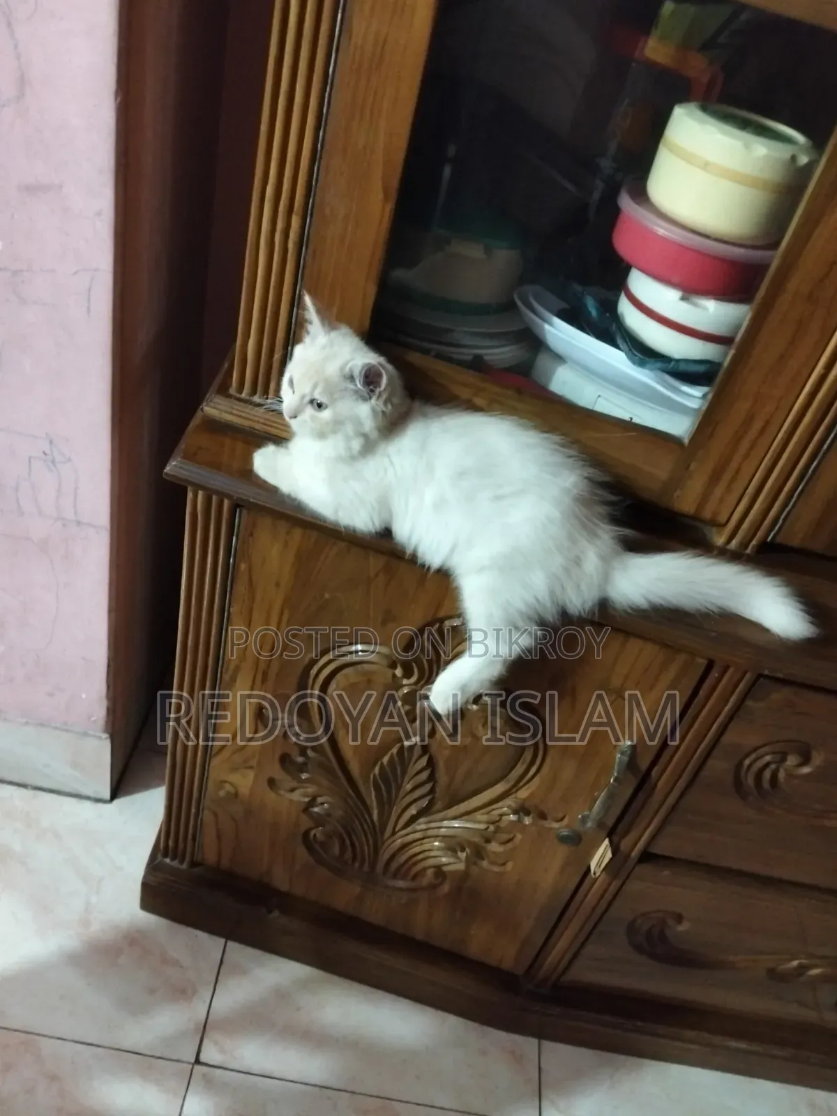 ১+ বছরের মহিলা খাঁটি জাতের পার্সিয়ান