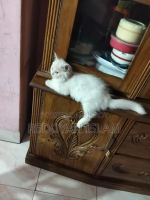১+ বছরের মহিলা খাঁটি জাতের পার্সিয়ান