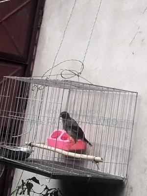 ২ টি এডাল্ট শালিক পাখি বিক্রয় হবে।