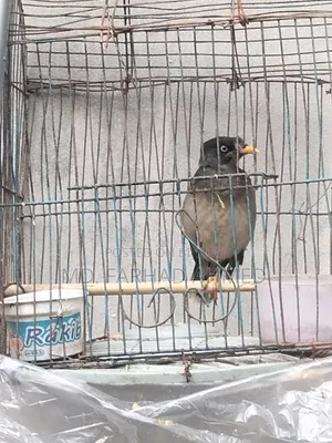 ২ টি এডাল্ট শালিক পাখি বিক্রয় হবে।