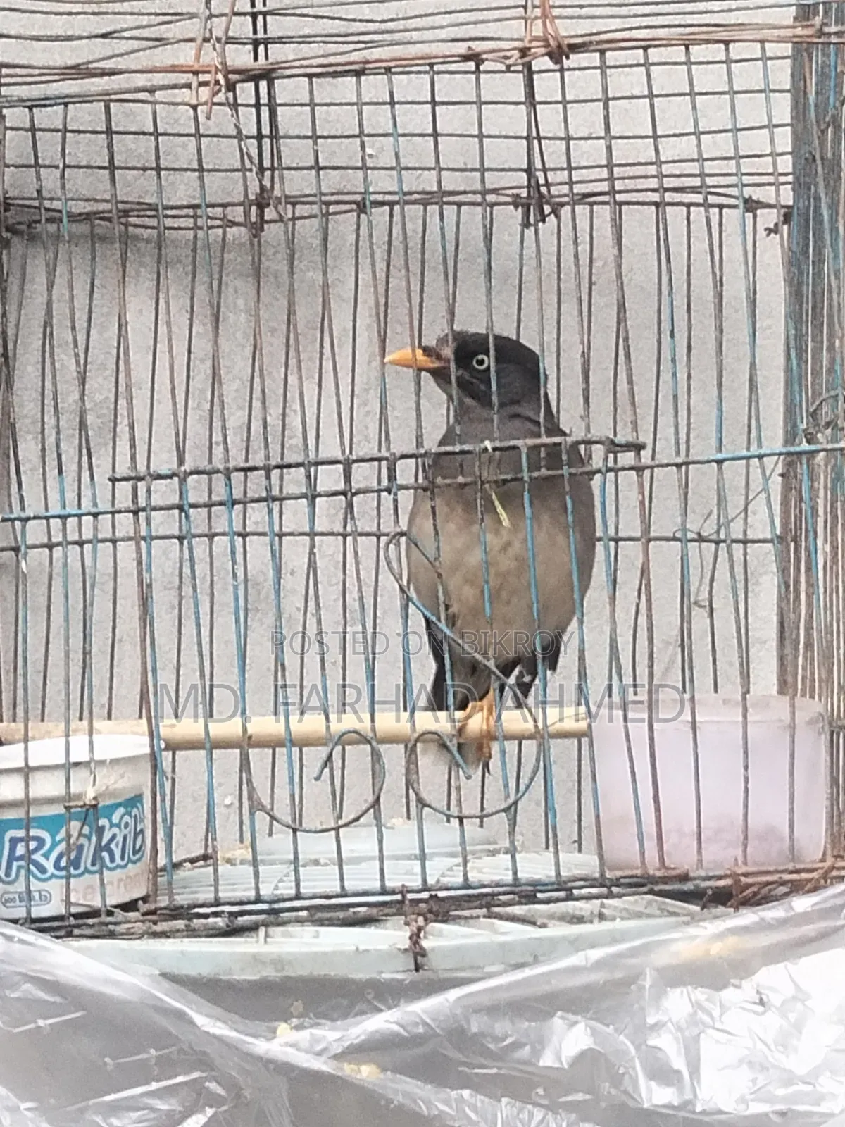 ২ টি এডাল্ট শালিক পাখি বিক্রয় হবে।