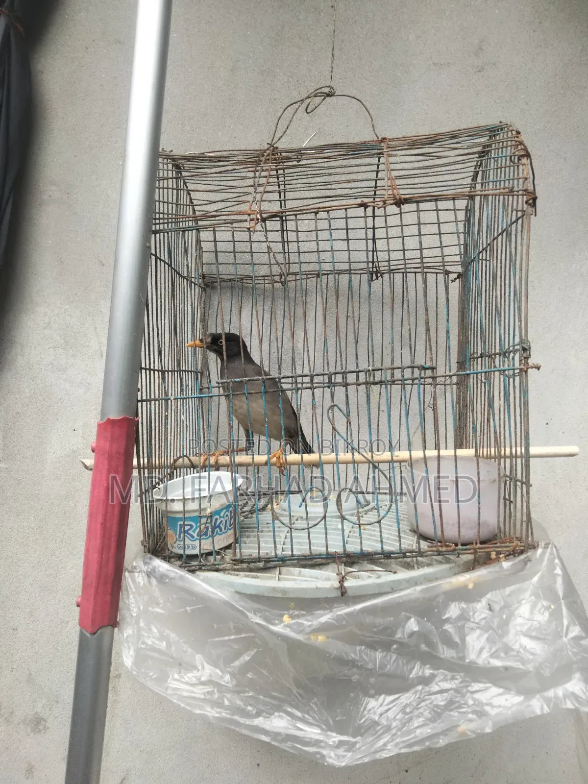 ২ টি এডাল্ট শালিক পাখি বিক্রয় হবে।