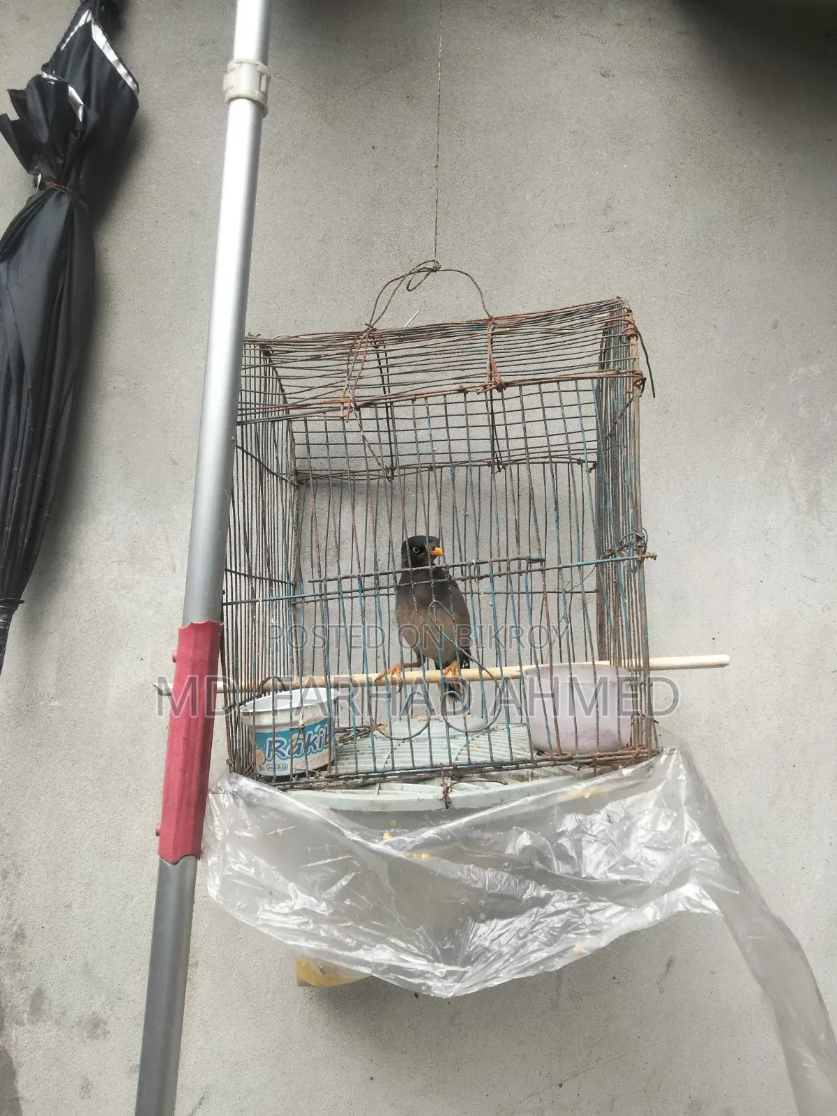 ২ টি এডাল্ট শালিক পাখি বিক্রয় হবে।