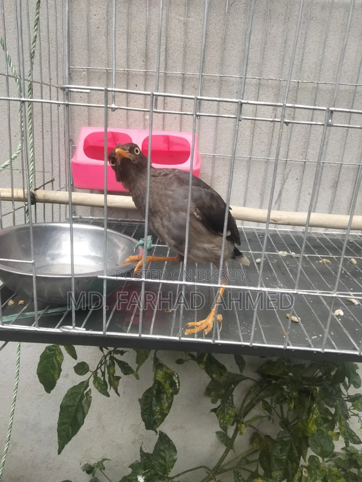 ২ টি এডাল্ট শালিক পাখি বিক্রয় হবে।