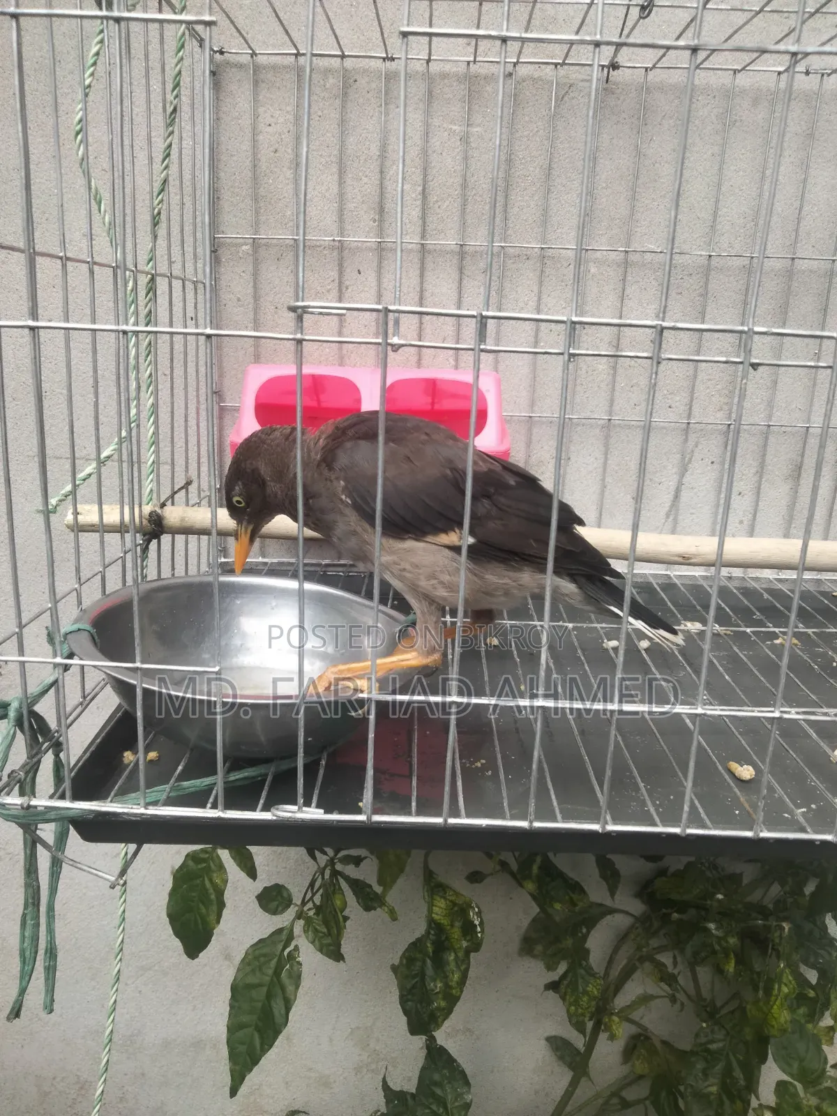 ২ টি এডাল্ট শালিক পাখি বিক্রয় হবে।