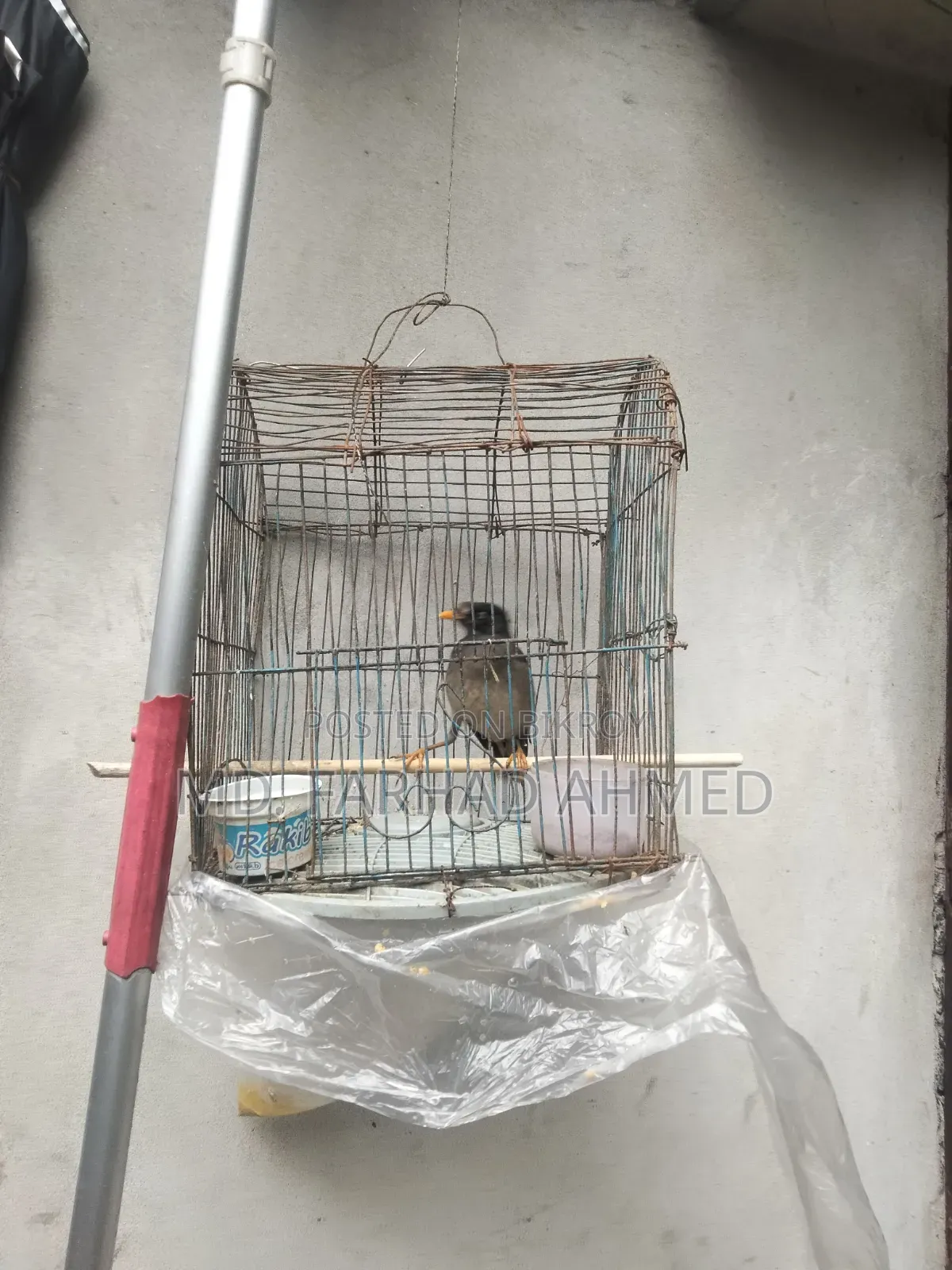 ২ টি এডাল্ট শালিক পাখি বিক্রয় হবে।