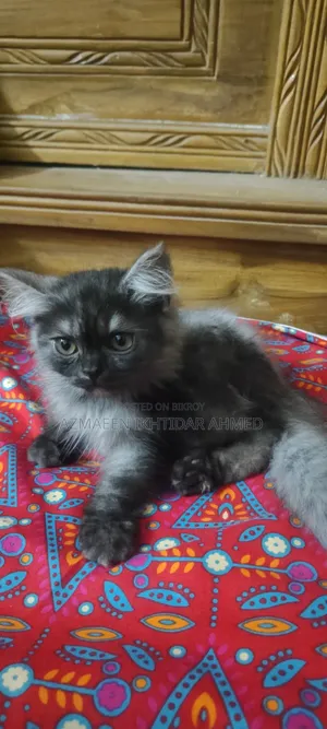১-৩ মাসের নর খাঁটি পার্সিয়ান