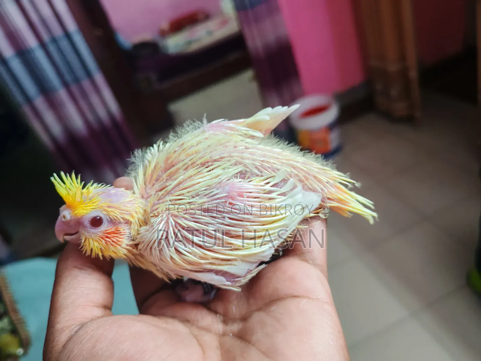 Lutino Cockatiel Tame Size Baby