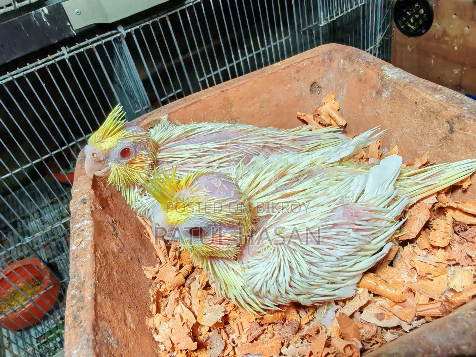 Lutino Cockatiel Tame Size Baby