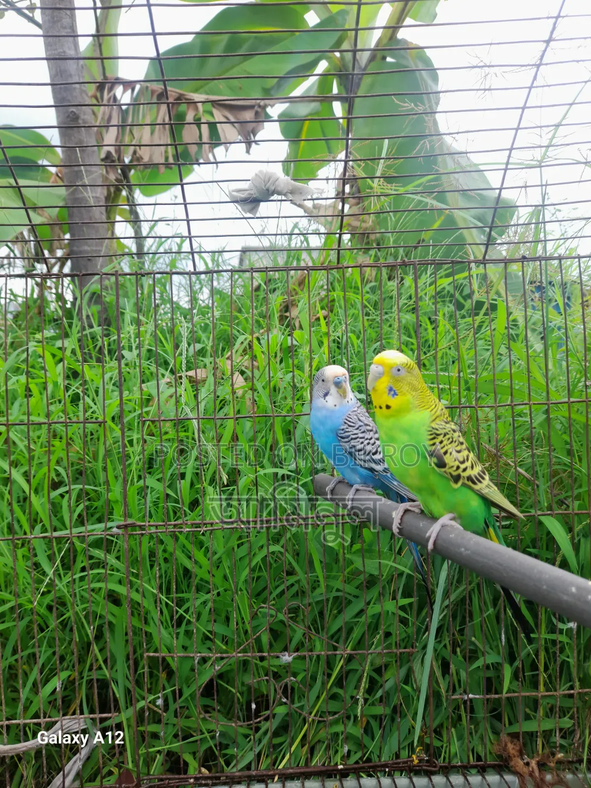 বাজিগর পাখি বিক্রি হবে ফুল সেটআপ