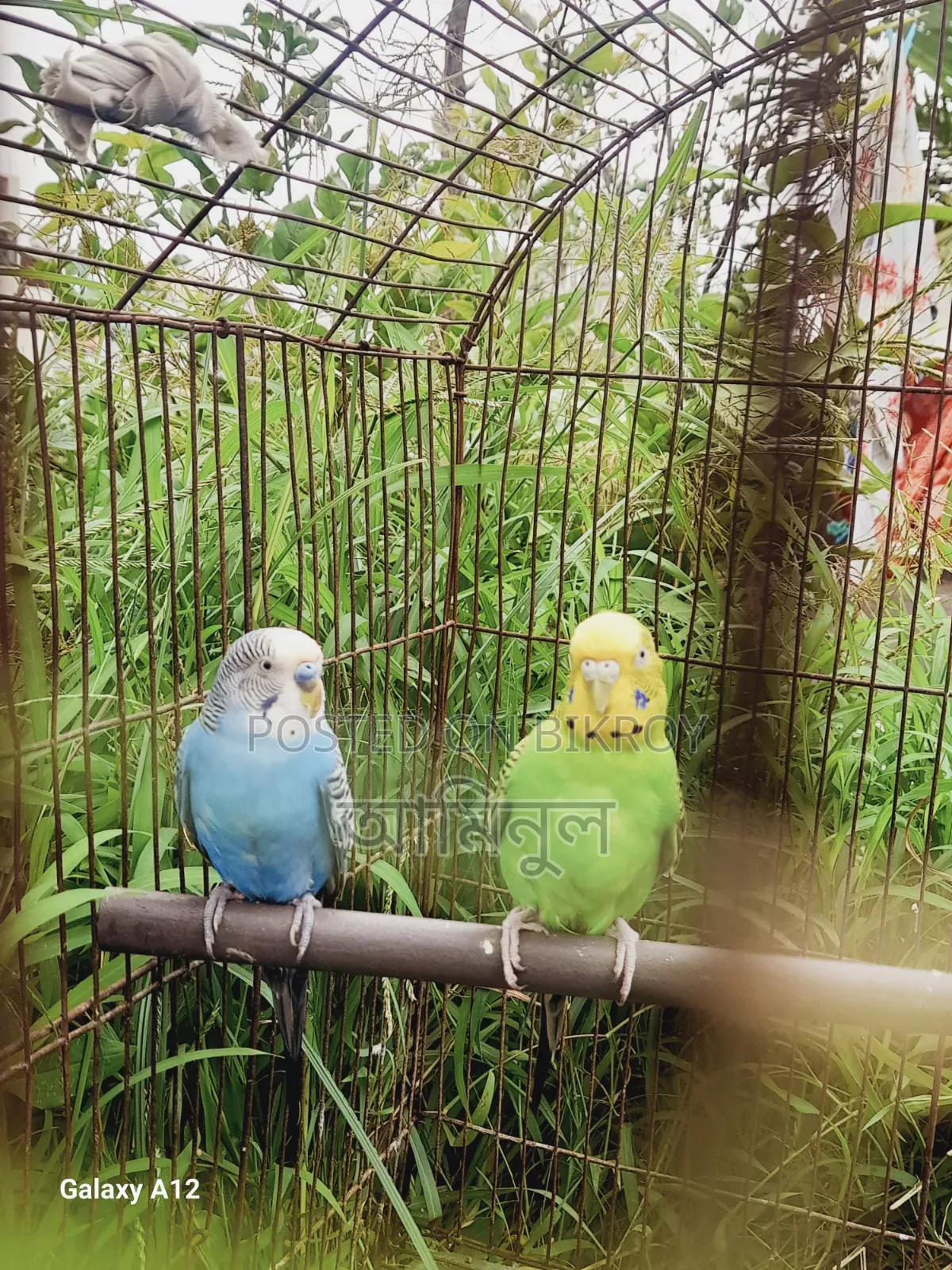 বাজিগর পাখি বিক্রি হবে ফুল সেটআপ