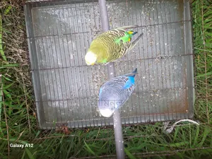 বাজিগর পাখি বিক্রি হবে ফুল সেটআপ