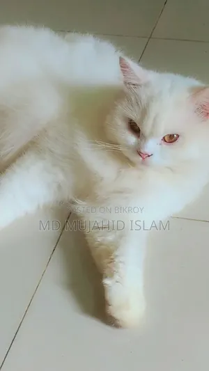 ৬-১২ মাসের ফিমেল পিওরব্রেড পার্সিয়ান