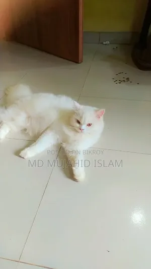 ৬-১২ মাসের ফিমেল পিওরব্রেড পার্সিয়ান
