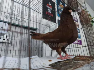 Red King Pigeon for sale.