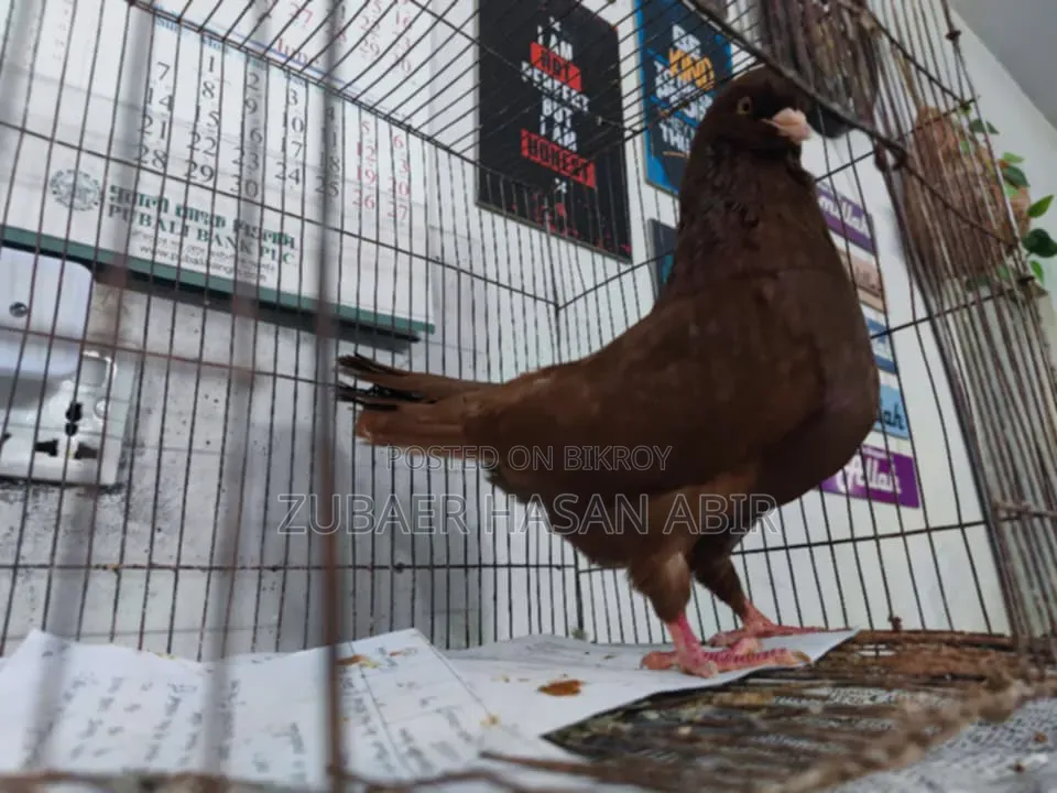 Red King Pigeon for sale.