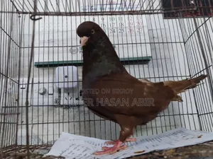 Red King Pigeon for sale.