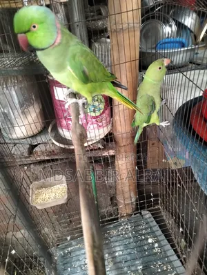 ১ জোরা রিং টীয়া পাখি