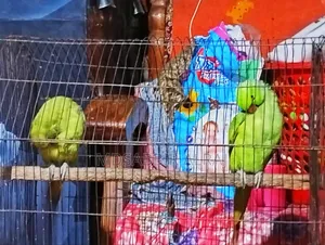 ১ জোরা রিং টীয়া পাখি
