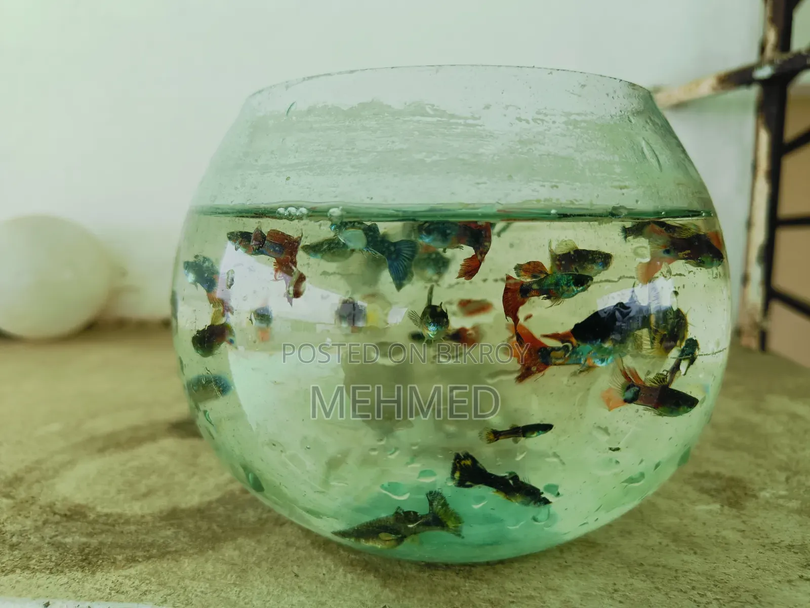 Mix Guppy